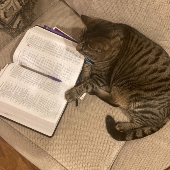 Funny Cat Photos! - Picture 9 of 15